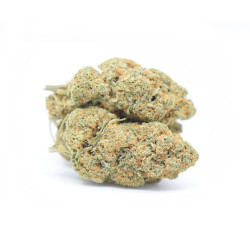 Lemon Pop 0.3 Indoor